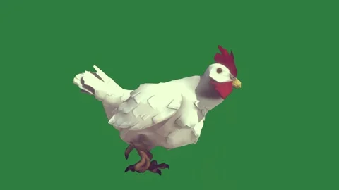 A white chicken isolated isolated on green screen background Stock Footage 336890403