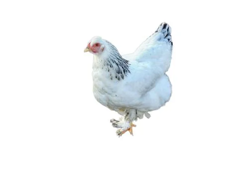 White chicken isolated on white background 스톡 사진