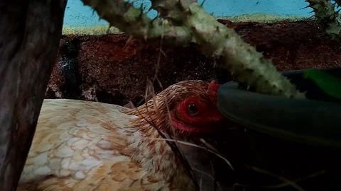 White chicken laying eggs Stock Footage 196820954