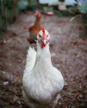 White Chicken Looking Down Into Camera Lens with Red Hen in Garden Coop Stock Photos