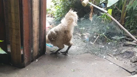 White chicken looking for food Stock Footage 218344766