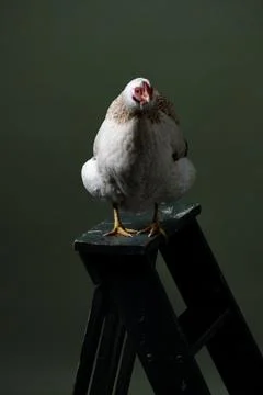 White chicken looks into the camera while standing on a stepladder Stock Photos