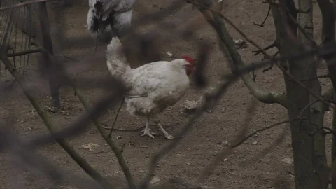 White chicken making dropping poop excrement Stock Footage 104037739