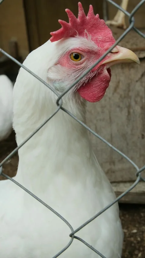 White chicken or hen looking at camera behind the corral close-up Stock Footage 311749590