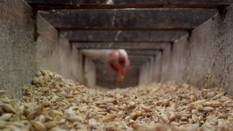 White chicken out of focus pecks grain in a wooden bowl Video stock 249035818