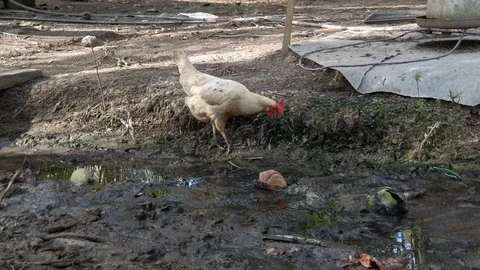 White chicken pecking on the ground besides dirty drain Stock Footage 102090323