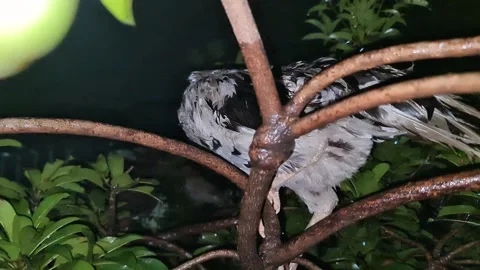 White Chicken Perched on Tree at Night After Rain 스톡 동영상 330790616