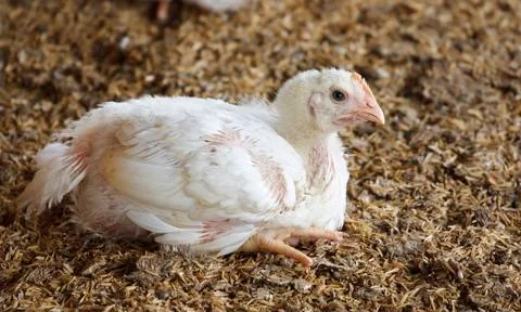 White chicken Stock Photos