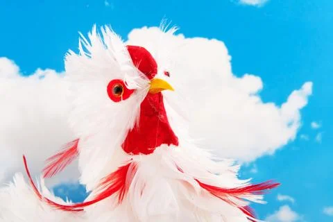 White chicken Stock Photos