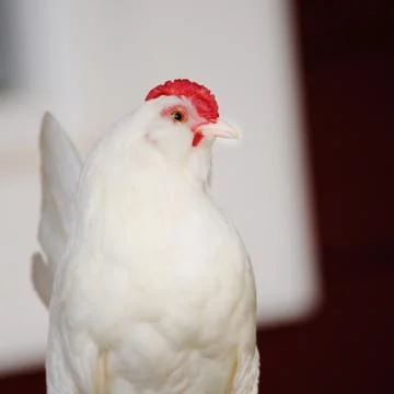 White chicken Stock Photos