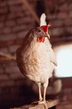 White chicken Stock Photos