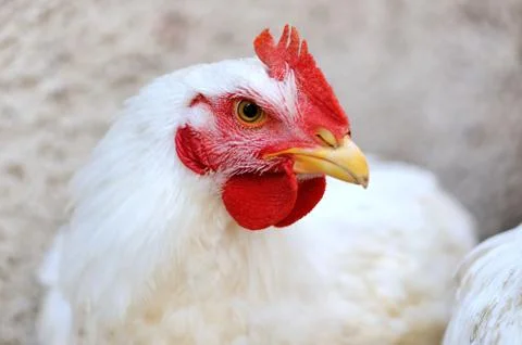 White chicken Stock Photos