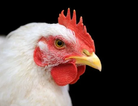 White chicken Stock Photos