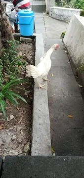 White Chicken Stock Photos