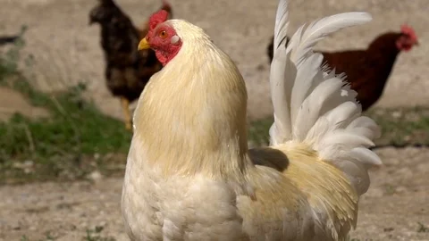 White chicken portrait closeup Video stock 113270879