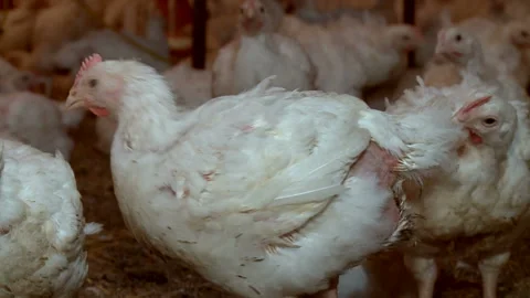 White Chicken poultry Stock Footage 89934896