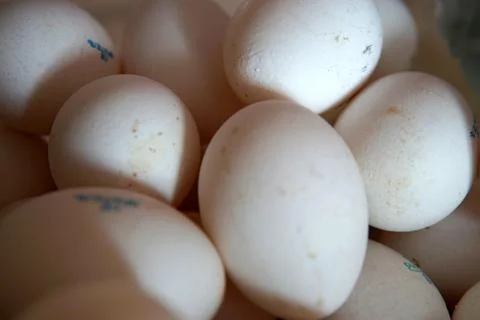 White chicken raw eggs background, closeup photo Stock Photos