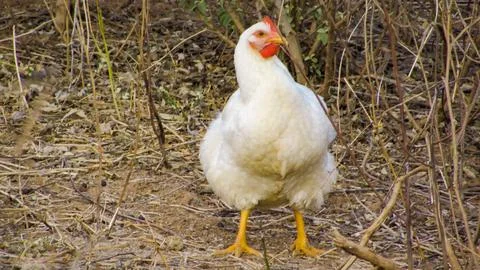 A white chicken with red comb and yellow beak stands on dry ground amidst f.. Foto stock