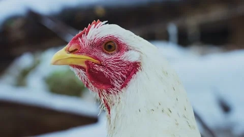 White chicken with red comb stands in snow Stock Footage 342734221