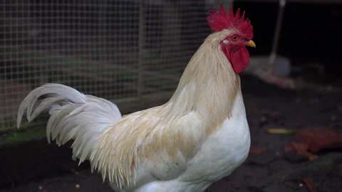 White chicken with red head walking on farm Stock Footage 211789713