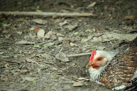 The white chicken is rolling on the ground Stock Photos