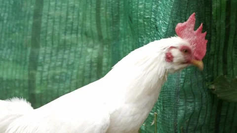 White chicken rooster in free range farm while relaxing in daytime,head sho.. Stock Footage 271614325