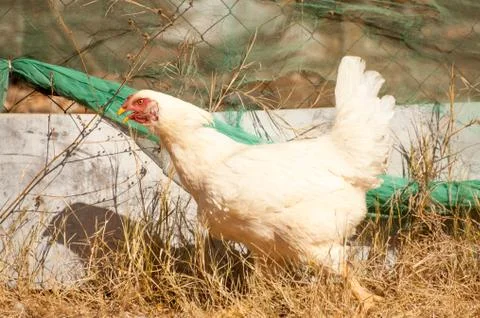 White Chicken Running Stock Photos