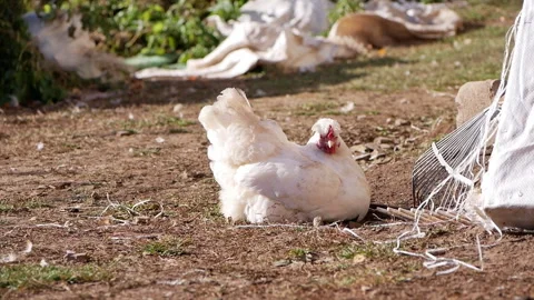 White chicken scratching the ground in a farmyard, surrounded by greenery and Stock Footage 319790722