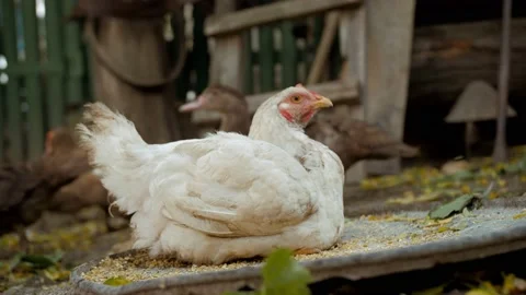 A White Chicken Sits Video stock 169693377