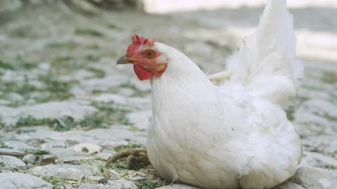 White chicken sitting on the ground Vidéo 111575461