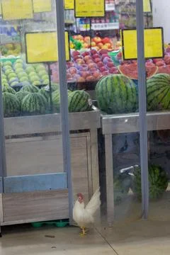White chicken standing in front of fruit stall in china Stock Photos
