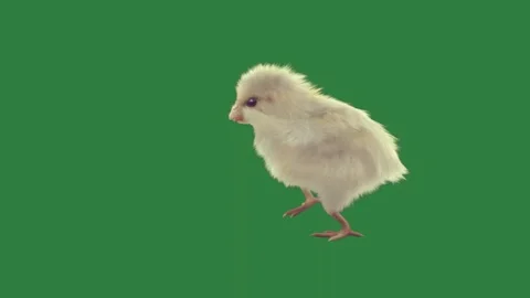 A white chicken standing on green screen and small movement gesture creative Video stock 335697107