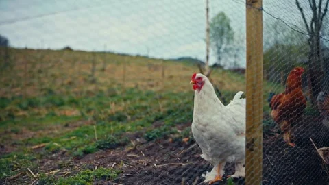 White Chicken Standing Near Wire Fence - Norway 스톡 동영상 345020835