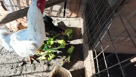 White Chicken Standing with Poultry Inside Rustic Farm Coop Video stock 343882410