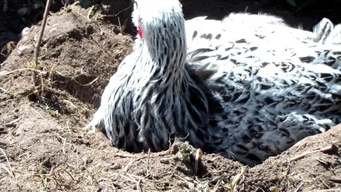 White chicken taking a sand bath Stock Footage 76643839