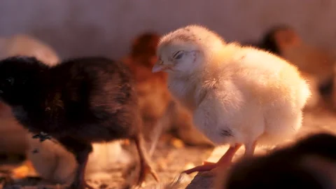 White Chicken View. Raising chicks in an incubator. The little chicks are Stock Footage 200852097