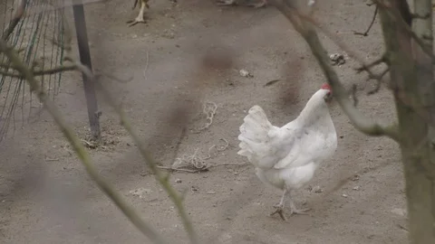 White chicken walking around looking for food Stock Footage 104036059