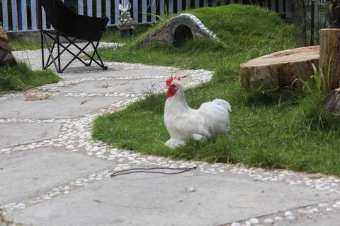 White Chicken Walking on Pathway Surrounded by Green Grass Stock Photos