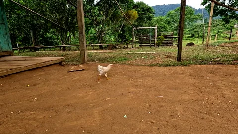 A white chicken is walking towards the camera Vidéo 336931392