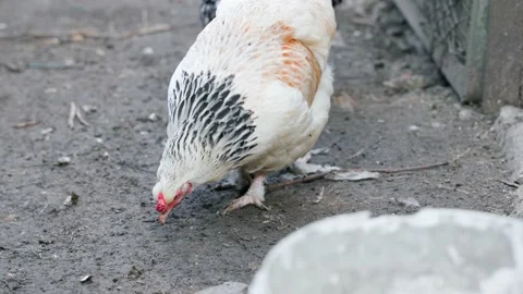 A white chicken walks down the street looking for food Stock Footage 219982782