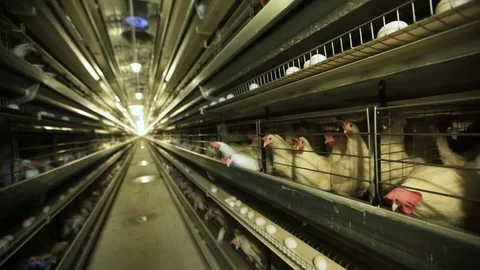 White chickens in cages Stock Footage 72327581