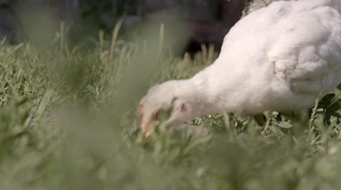 White chickens eat grass 스톡 동영상 62808484