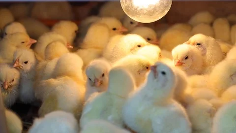White chickens on the farm Stock Footage 127227865