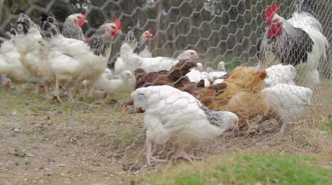 White Chickens Feeding Vidéo 22897674