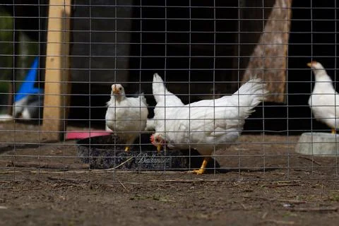 White Chickens Feeding  Stock Photos