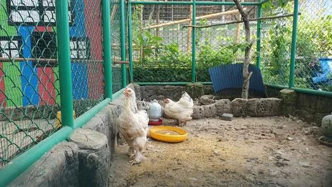 White Chickens Inside Green Cage Stock Photos