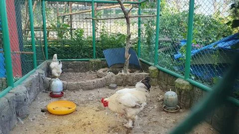 White chickens inside large cage Stock Photos