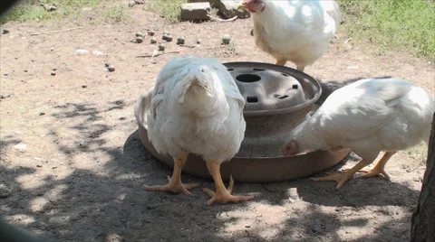 White Chickens Looking At Camera, Poultry Farm, Organic, Feeding, Tilt Stock Footage 40466648