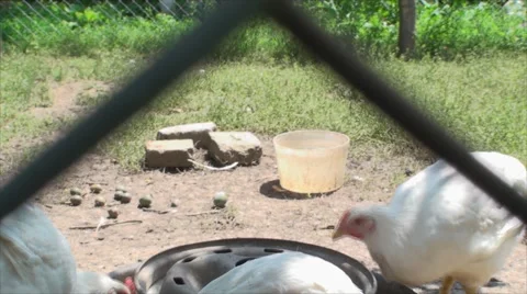 White Chickens Looking At Camera, Poultry Farm, Organic, Feeding, Tilt Stock Footage 40466651