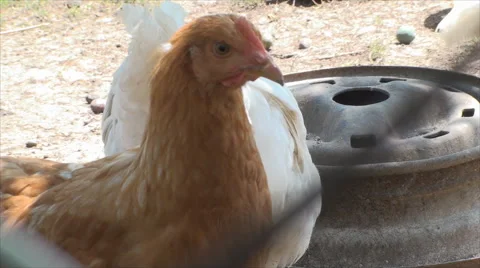 White Chickens Looking At Camera, Poultry Farm, Organic, Feeding, High Angle Stock Footage 40466696